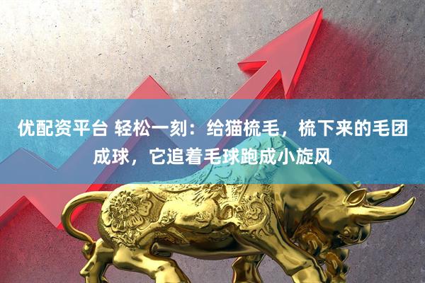 优配资平台 轻松一刻：给猫梳毛，梳下来的毛团成球，它追着毛球跑成小旋风